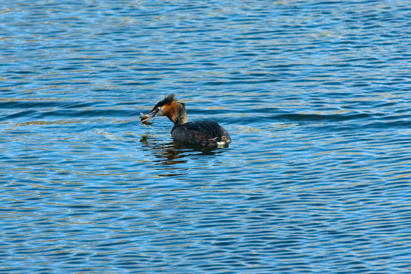 great-crested-grebe-2