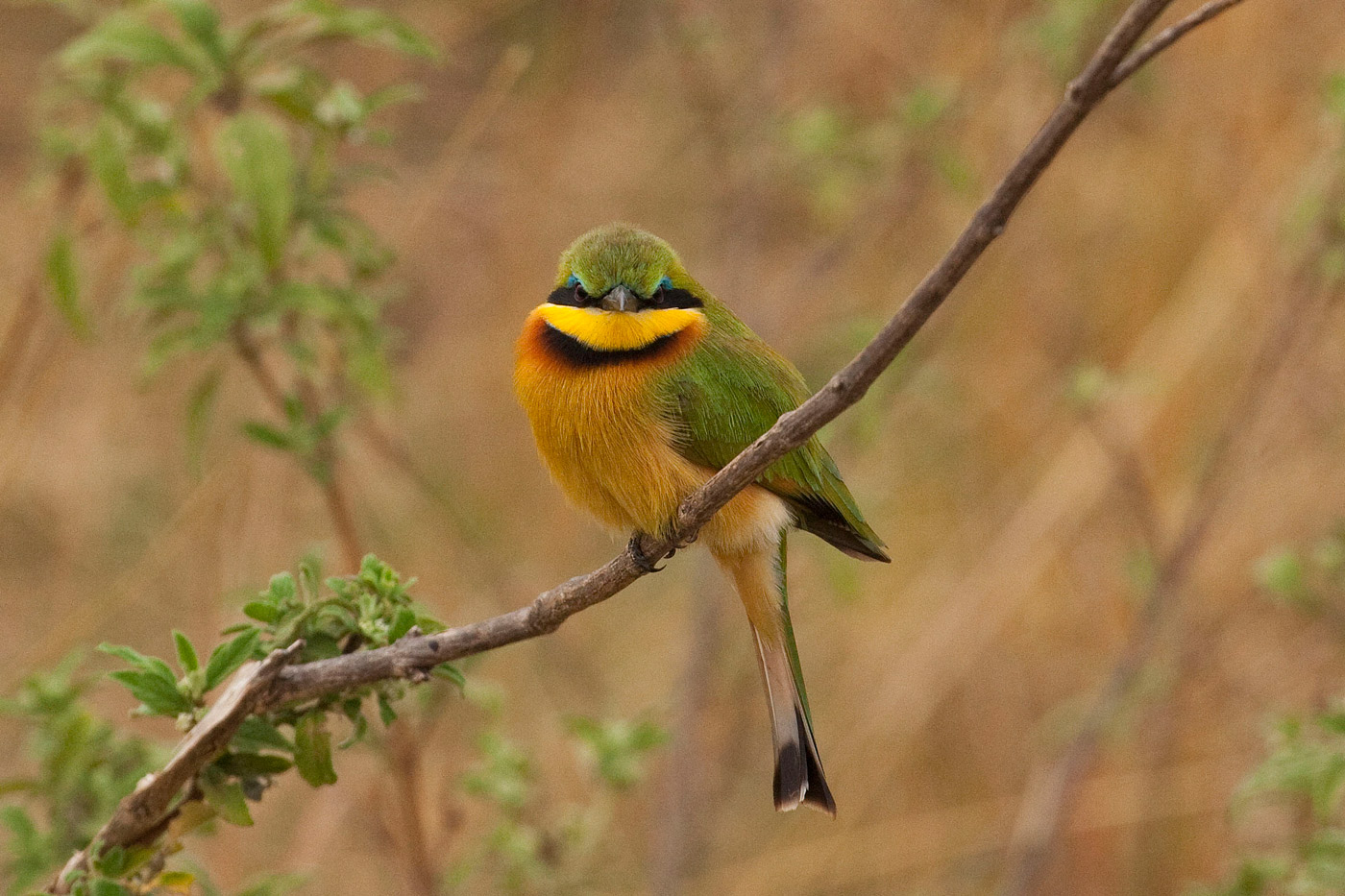 little-bee-eater