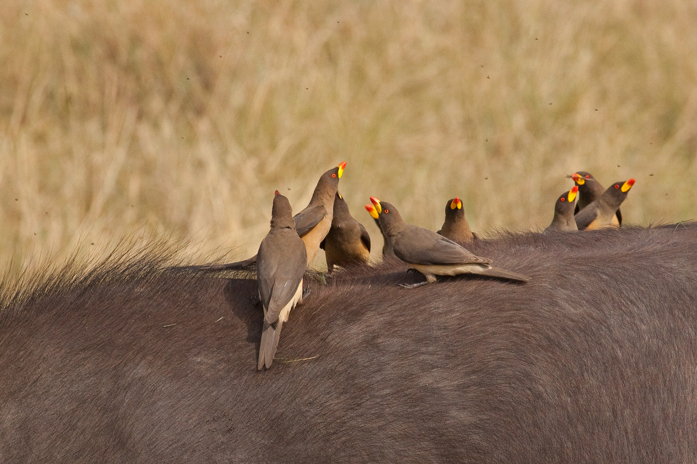 red-billed-oxpeckers