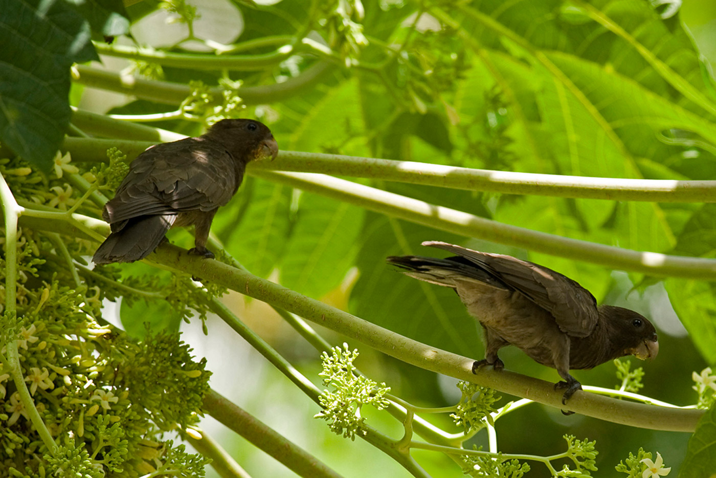 seychelles-black-parrots