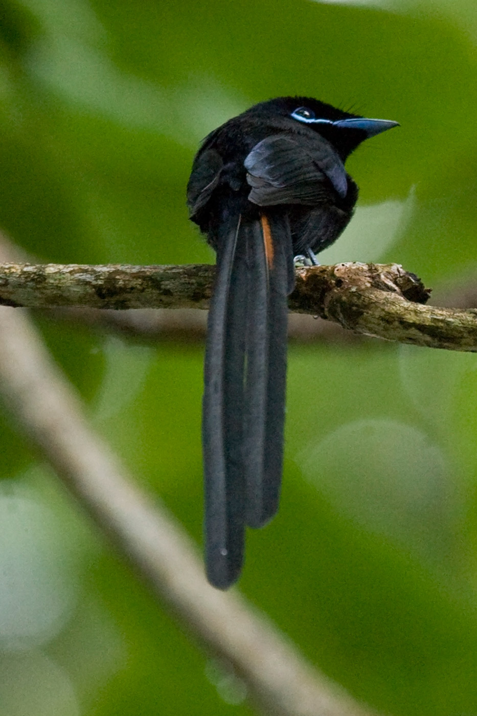 seychelles-paradise-flycatcher
