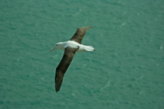 albatros-3