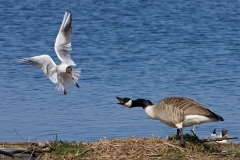 canada-goose-and-black-headed-gull