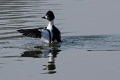 common-goldeneye-male