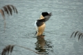common-merganser