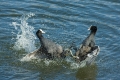 coots