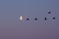 cranes-1