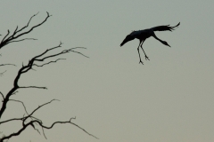 cranes-13