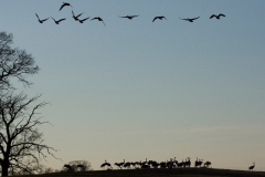 cranes-14