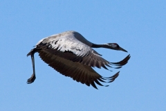 cranes-15