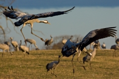cranes-7