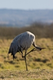cranes-9_0