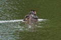 crested-grebe