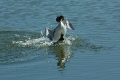 crested-grebes