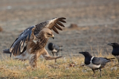eagle