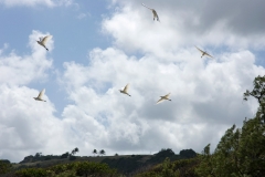 egrets