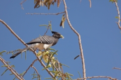 go-away-bird