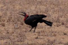 ground-hornbill