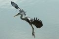 heron