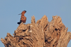 hoopoe
