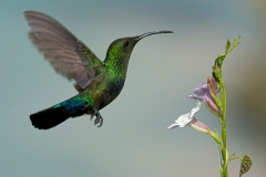 hummingbird