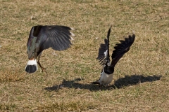 lapwings