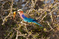 lillac-breasted-roller-1