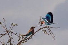 lillac-breasted-roller-2