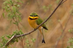 little-bee-eater