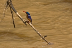 malachite-kingfisher