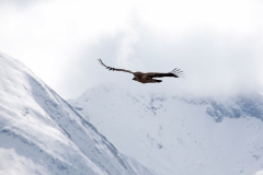 Himalayan Griffon