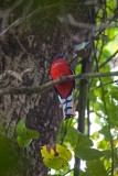 Red headed Trogon