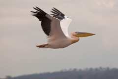 pelican