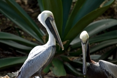 pelicans