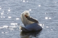 swan