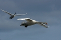 swans-2