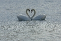 swans-3