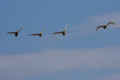 swans-4