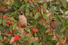 waxwings