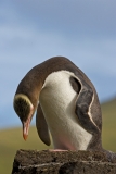 yellow-eyed-penguin