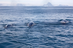 Mink Whales 3