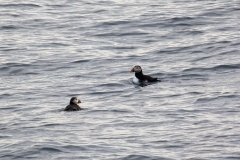 Atlantic Puffins