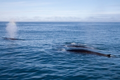 Mink Whales 2