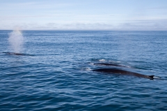 Mink Whales 2