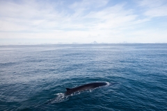 Mink Whale