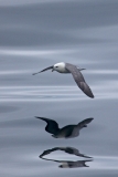 Fulmar 1