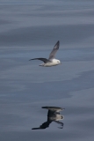 Fulmar 2