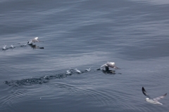 Fulmars