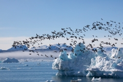 Icebergs around Tiniteqilaq