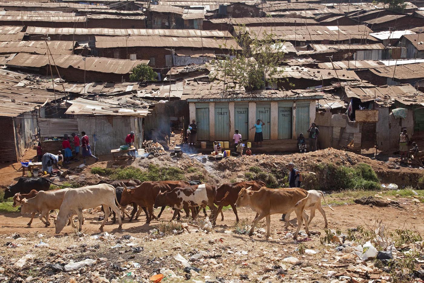 Masai Cows in Kibera